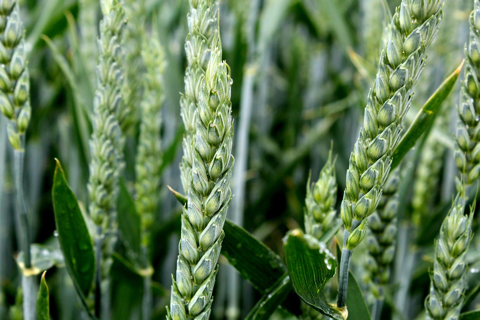 Coltura di grano monitorata